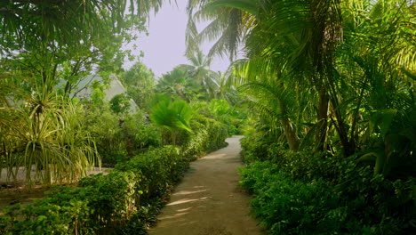 Caminando-Entre-Palmeras-Tropicales-Y-Exuberante-Vegetación-Verde-Y-Exótica