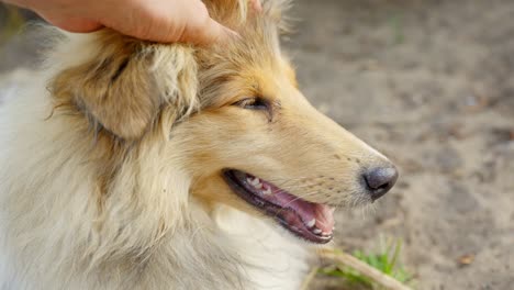 Purebred-rough-collie,-close-up,-enjoys-head-petting-with-gentle-hand