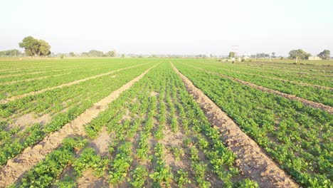 Rajkot-aerial-drone-view-Fresh-organic-cumin-crop-is-visible