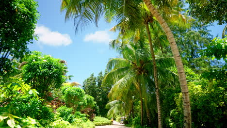 Tropical-palms-and-green-lush-vegetation-on-a-sunny-day