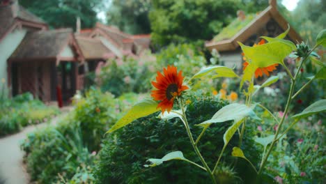 Orange-sunflower-at-villa-garden-premises-London