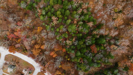 Top-down-view-of-Autumnal-fall-forest-woods-landscape-background,-aerial,-day