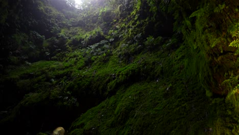 Tilt-down-reveals-mossy-lava-walls-in-Algar-do-Carvao-hole,-Terceira