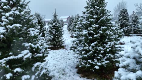 Weihnachtsbaumfarm-Während-Des-Schneesturms