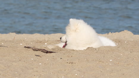 Ein-Flauschiger-Weißer-Hund-Liegt-Bequem-Im-Sand-An-Einem-Sonnigen-Strand,-Teilweise-Begraben-Und-Entspannt