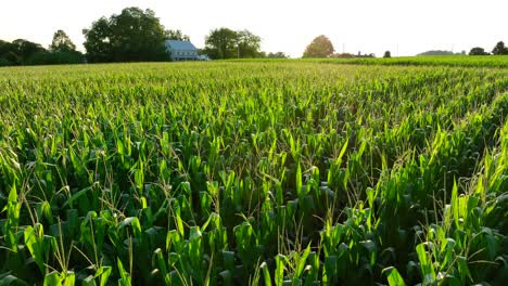 Corn-field-tassels-in-late-summer-sunset