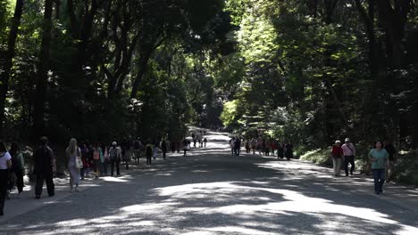 Tourists-Walking-Along-Forest-Shaded-Path-Towards-Meji-Shrine