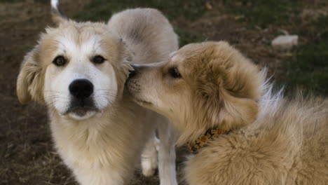 Two-cute-golden-dogs-in-love-cuddling-together-outdoors-in-nature,-close-up-super-slowmotion