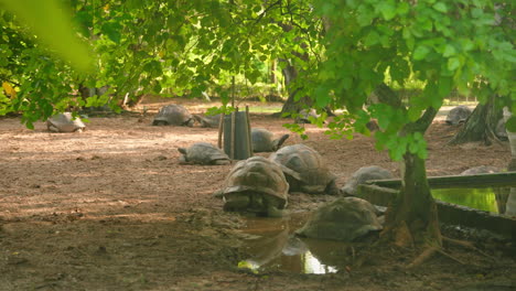 Weitwinkelaufnahme-Einer-Gruppe-Hundertjähriger-Schildkröten,-Die-Auf-Einem-Schattigen-Boden-Ruhen