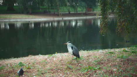 Wakeful-grey-heron-wading-bird-being-watchful-at-London-lake