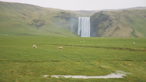 Lush-green-field-with-grazing-sheep-and-a-majestic-waterfall-in-the-background-under-a-cloudy-sky-in-Iceland