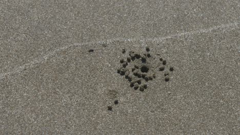 Closeup-cinematic-shot-of-small-crab-digging-multiple-holes-in-sand-of-beach