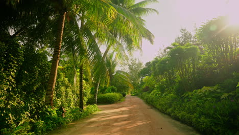 Walking-through-tropical-palm-trees-and-exotic-green-lush-vegetation