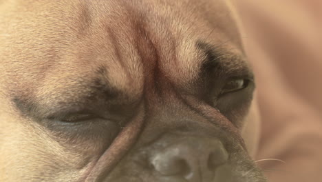 Eine-Nahaufnahme-Des-Gesichts-Einer-Französischen-Bulldogge-Mit-Detaillierten-Texturen-Und-Einem-Gefühlvollen-Ausdruck