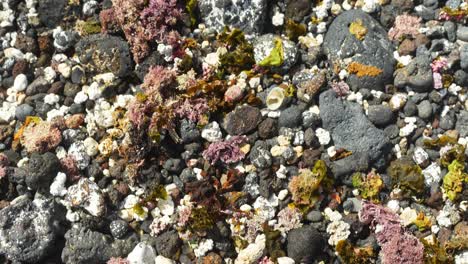 Beach-covered-in-sea-rocks,-algae-and-seaweed,-close-up-view