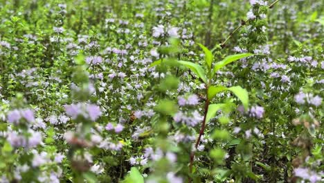 bee-fly-on-wild-natural-herbal-flower-healthy-tea-vegetable-plant-get-collect-syrup-on-pollen-in-green-meadow-flower-plain-organic-bee-keeping-agriculture-in-Iran-Gilan-Rasht-countryside-rural-village