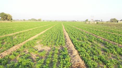 Rajkot-aerial-drone-view-where-organic-cumin-crop-is-visible-in-the-field