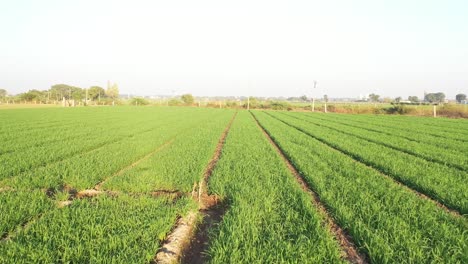 Rajkot-Luftdrohnenansicht,-Frische-Bio-Weizenernte-Ist-Auf-Dem-Feld-Sichtbar