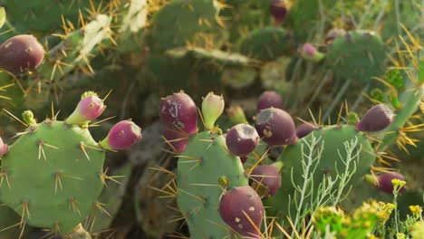 Cactus-of-Tenerife-island-growing-fruits,-close-up-view