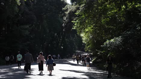 People-Seen-Walking-Along-Idyllic-Forest-Path-At-Meji-Shrine