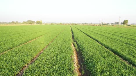 Rajkot-aerial-drone-view-cool-wheat-crop-is-visible