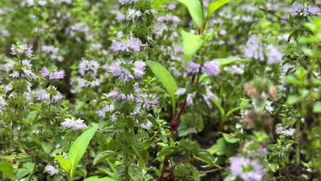 wild-bee-on-herbal-plant-flower-fresh-organic-honey-bee-grazing-in-meadow-spring-season-natural-landscape-of-wonderful-healthy-life-diet-mint-wildlife-eatable-brew-hot-drink-herbal-tea-in-Iran-Gilan