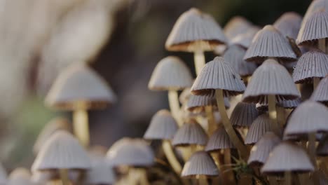 Beautiful-Fungi,-Mushrooms-in-morning-sun