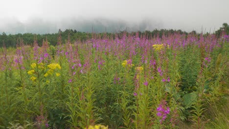 Der-Schwenk-Nach-Rechts-Zeigt-Ein-Feld-Mit-Violetten-Und-Gelben-Blumen-Mit-Einem-Wald-Im-Hintergrund