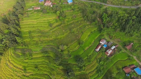 Aerial-top-down-shot-showing-abstract-pattern-of-plantation-fields-in-countryside-of-Nepal---Terraced-fields-on-slope-of-mountain---rising-top-view