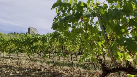 Weinpflanze-In-Frankreich-In-Der-Provence-Mit-Mehreren-Weinreben-Im-Hintergrund-Und-Einem-Steinfelsen-Dazwischen-In-Der-Sonne