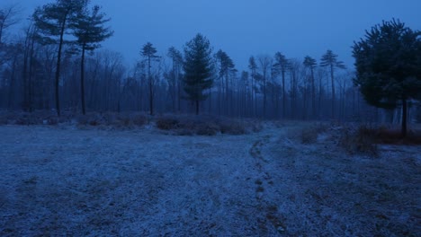 Beautiful-light-snowfall-in-a-gorgeous-meadow-with-a-pine-forest-at-night