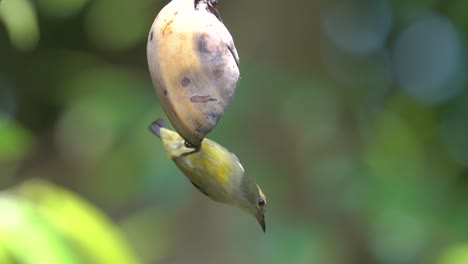 Animal-wildlife-behavior,-Upside-down-Orange-bellied-flowerpecker-bird-eating-fruit