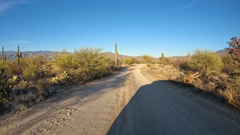 Point-of-view---driving-on-a-dirt-road-in-Saguaro-Forest-in-the-Saguaro-National-Park-in-Sonoran-Desert-at-sunset
