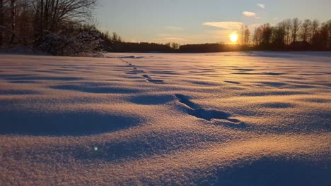 Sunset-in-winter-landscape,-rabbit-tracks-in-pristine-snow,-rising-shot