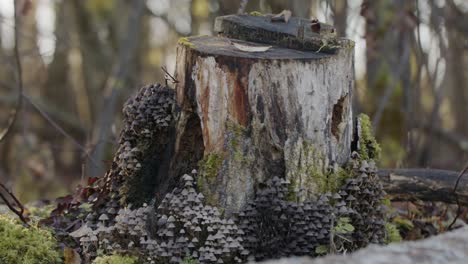 Fungi,-mushrooms-growing-on-old-tree-stump