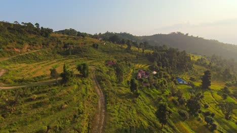 Slow-forward-flight-over-agricultural-plantation-fields-on-hill-in-Nepal-during-golden-sunset