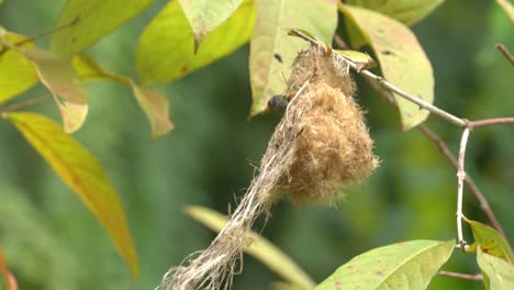 Cabe-Bunga-Vogel-Oder-Orangenbauch-Blumenspechtvogel-Mit-Ihrem-Baby-Im-Nest
