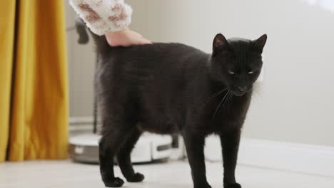 Woman's-Hand-Petting-The-Head-to-Tail-Of-Black-Cat