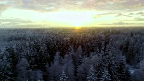 Aerial-flight-over-snow-covered-winter-forest-as-sun-rises-at-distant-horizon