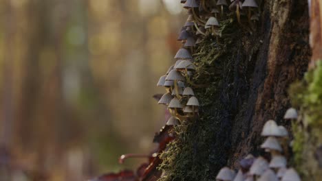 Mushroom-fungi-growing-on-tree-trunk