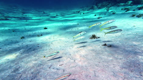 Yellowfin-goatfish-swimming-on-the-floor-of-the-Red-Sea