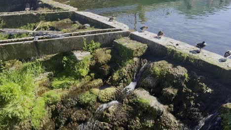 Steinmauer-Mit-Wasser-Aus-Einem-See-Mit-Moos-Und-Wasserpflanzen