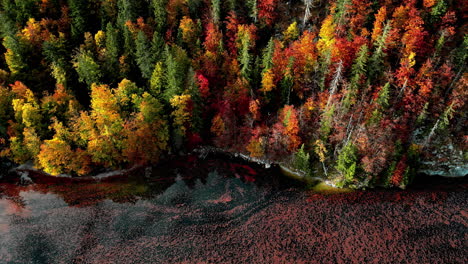 Overhead-drone-shot-of-leaves-changing-color-along-a-river-in-Austria's-countryside