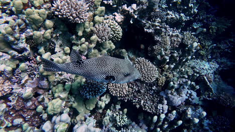 Spotted-fish-swimming-among-vibrant-coral-reef-in-clear-underwater-setting