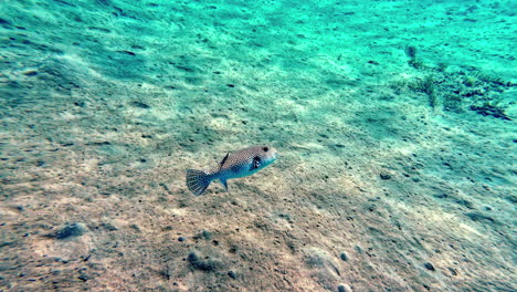 Underwater-scene-with-a-spotted-fish-swimming-above-sandy-ocean-floor-in-clear-blue-water