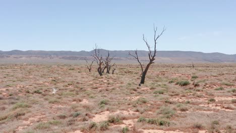 Dürre-Konzeptaufnahme-Von-Toten-Bäumen-Und-Karger-Landschaft-Im-Südaustralischen-Outback