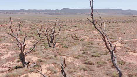 Reveal-shot-of-dead-trees-and-dry-ground-in-South-Australian-desert
