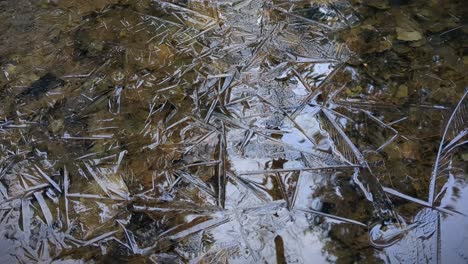 Thin-ice-pattern-in-frozen-forest-pond,-autumn-leaves-beneath-frozen-water