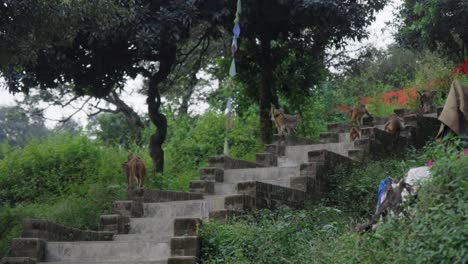 Monkeys-jump-up-stone-stairs-into-forest-in-slow-motion