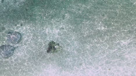Whiptail-Stingrays-swim-through-fish-shoal-at-shore-of-Fulidhoo,-Maldives,-Aerial